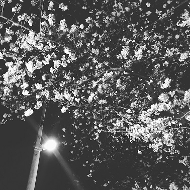 夜桜2018